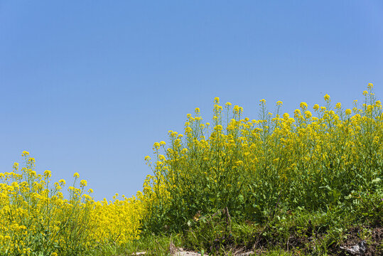 藍天油菜花