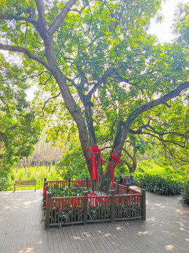 許愿樹(shù)