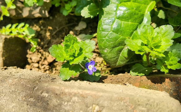 有機(jī)花
