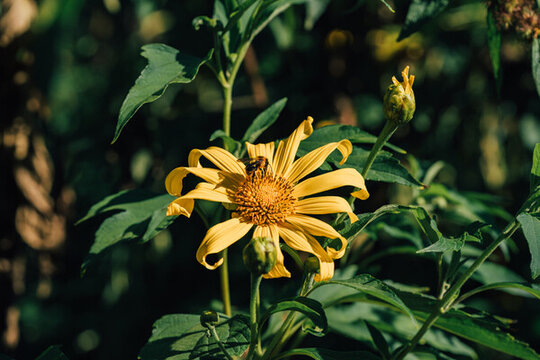 黃花植物腫柄菊