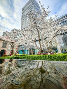 上海长宁来福士春天樱花季风景