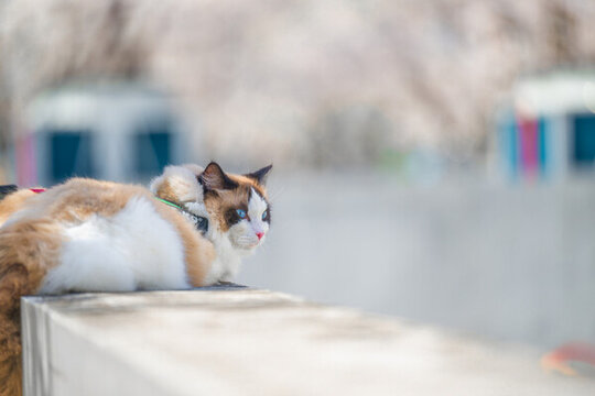 春天户外的宠物猫