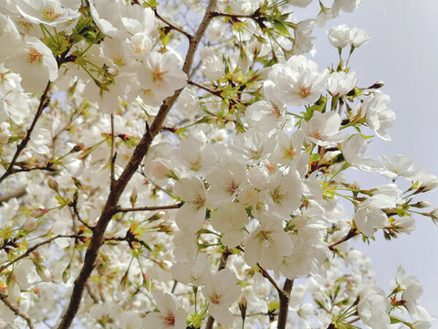 櫻花