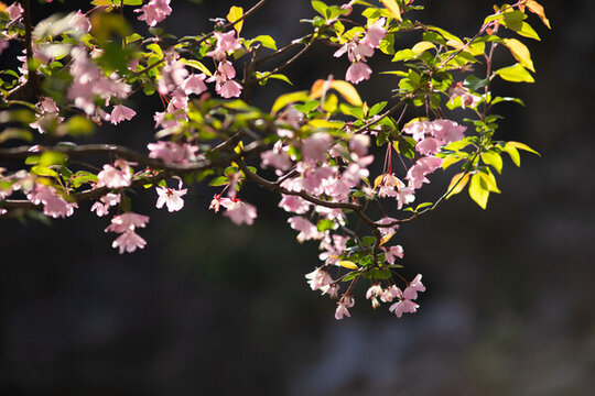 粉红海棠花