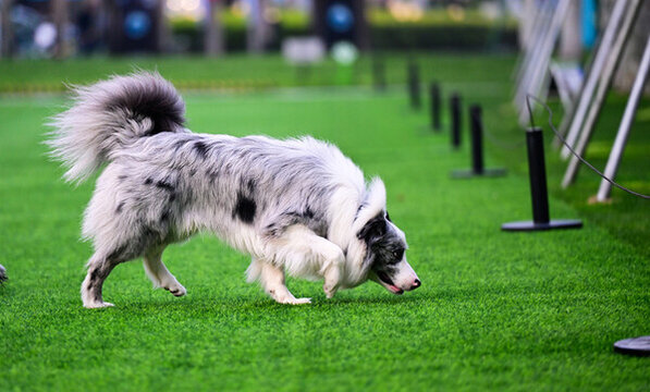 草坪上玩耍的宠物狗