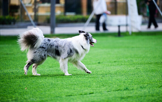 草坪上玩耍的宠物狗