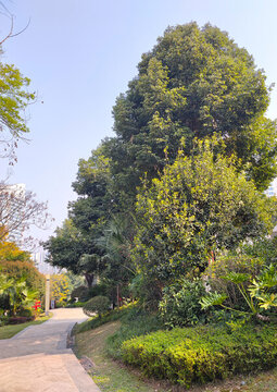 公園小道