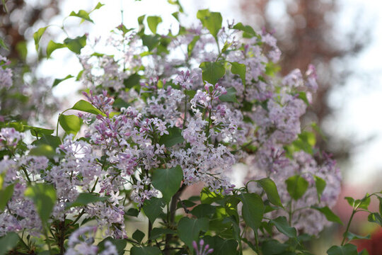 紫丁香花