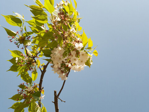 櫻花