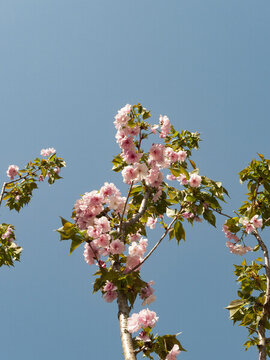 櫻花