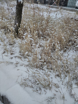 積雪草地