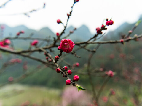 桃花