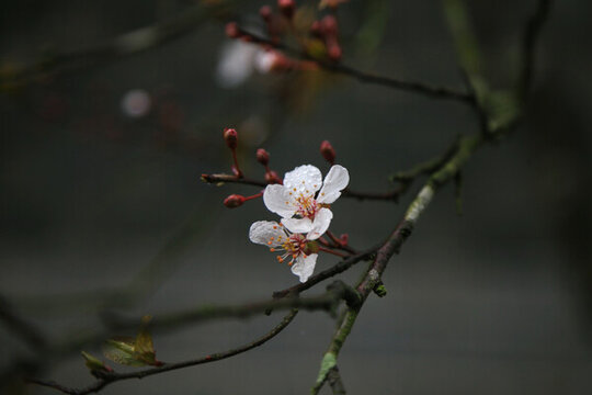桃花特寫(xiě)