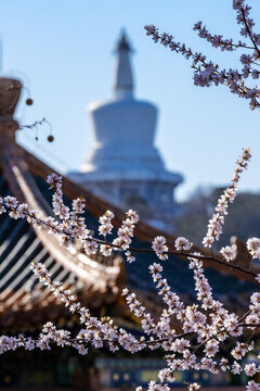 北海公園白塔