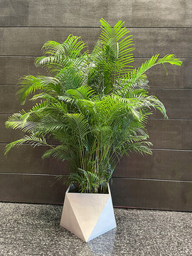 室內(nèi)綠植鳳尾竹