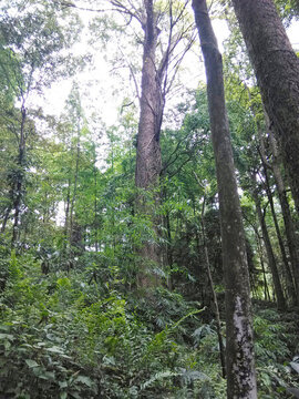 樹林