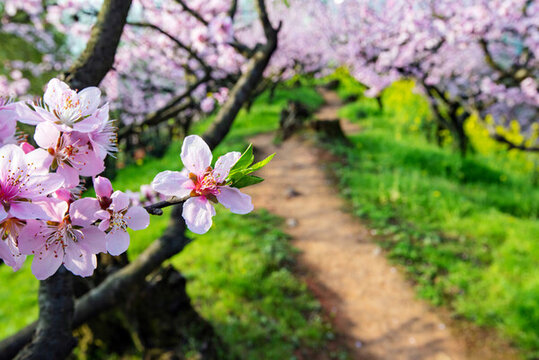 桃花盛開
