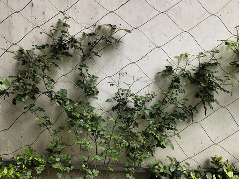 薔薇花藤蔓