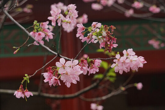 櫻花