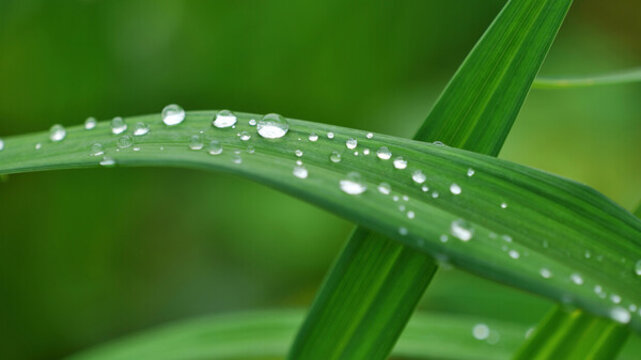 春雨过后绿叶上的水珠