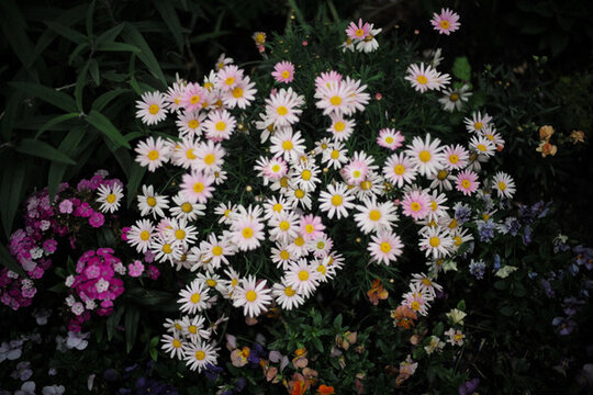 家庭植物園雛菊