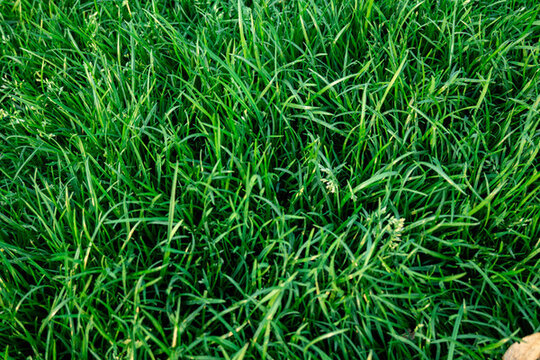 绿色草坪素材