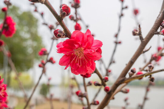 紅碧桃花