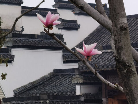 玉蘭花