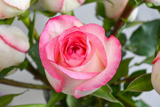 粉红色爱莎玫瑰花鲜切花真花