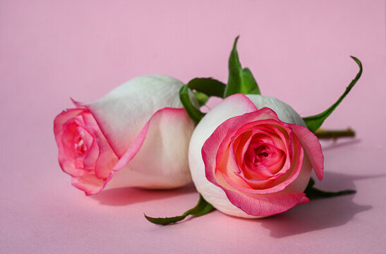粉红色爱莎玫瑰花鲜切花真花