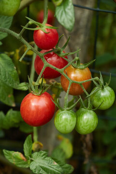 绿色小番茄红色圣女果黄色西红柿