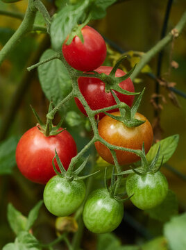 绿色小番茄红色圣女果西红柿