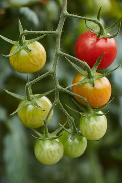 红色番茄绿色小番茄圣女果西红柿