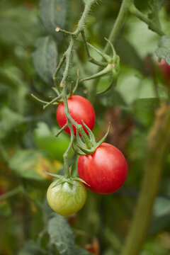 番茄小番茄圣女果西红柿红色绿色