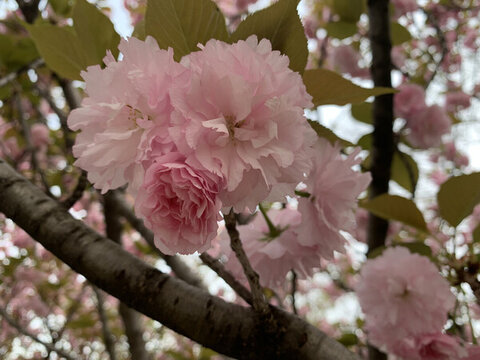 櫻花