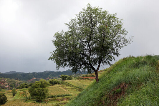 田野