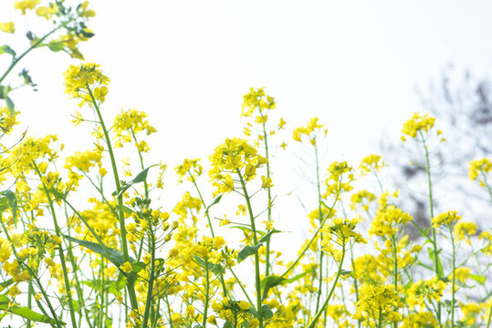 油菜花