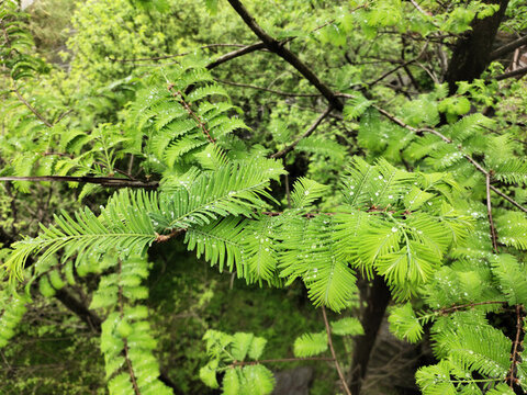 雨后的红豆杉绿叶