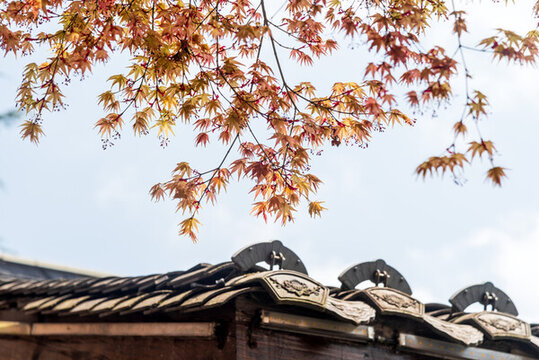 紅楓與古建筑