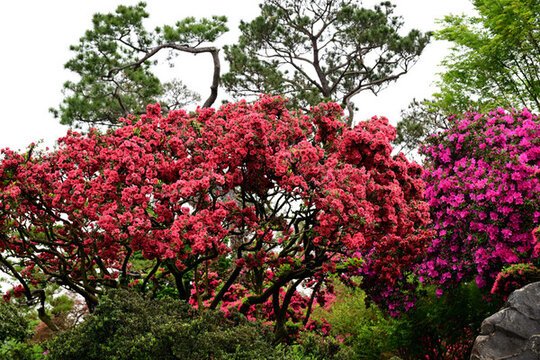 春色滿屏浙江金華杜鵑花開溢滿園