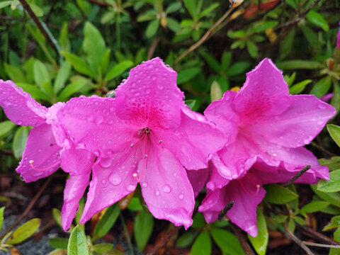 粉红杜鹃点点雨滴
