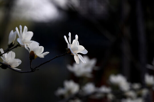 白玉蘭玉蘭花開春天白玉蘭開花