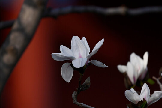 白玉蘭玉蘭花開春天白玉蘭開花