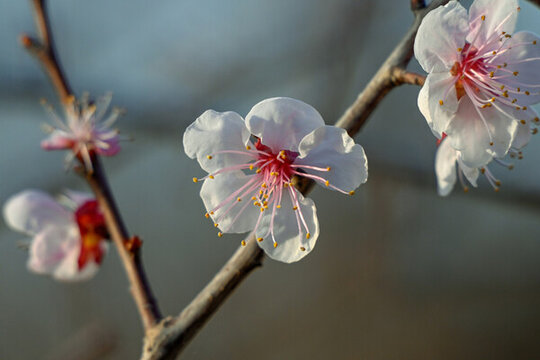 杏花特寫春天杏花盛開花朵藍(lán)背景