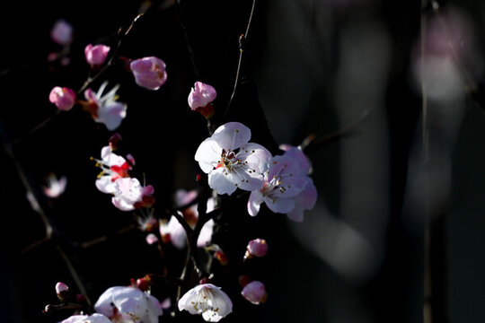 杏花特寫春天杏花盛開花朵黑背景