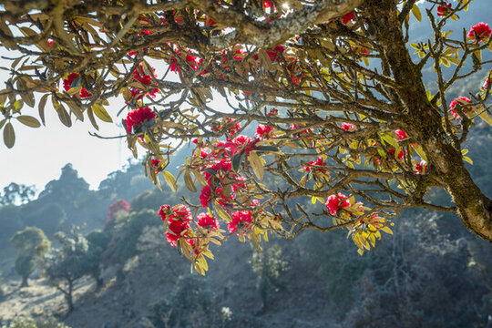 永德大雪山杜鵑花