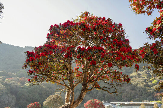 永德大雪山杜鵑花