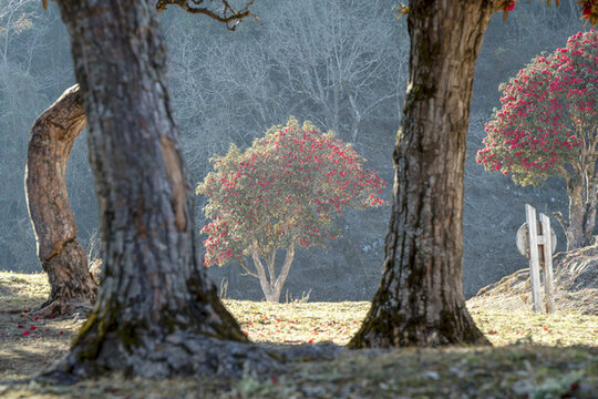 永德大雪山杜鵑花