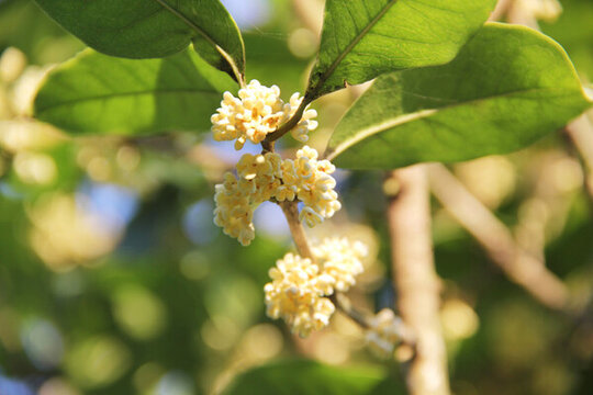 桂花花瓣盛開(kāi)