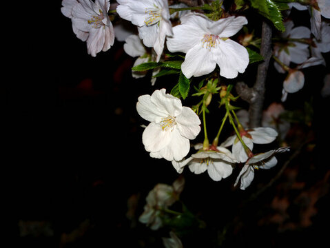 櫻花